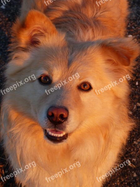 Dog Eyes Animal Pet Animals