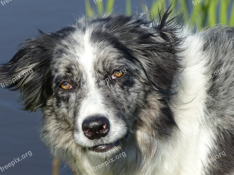 Dog Pet Animal Collie Border-collie