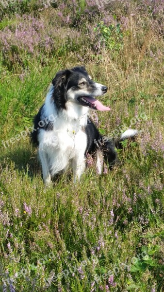 Border Collie Dog Hei Free Photos