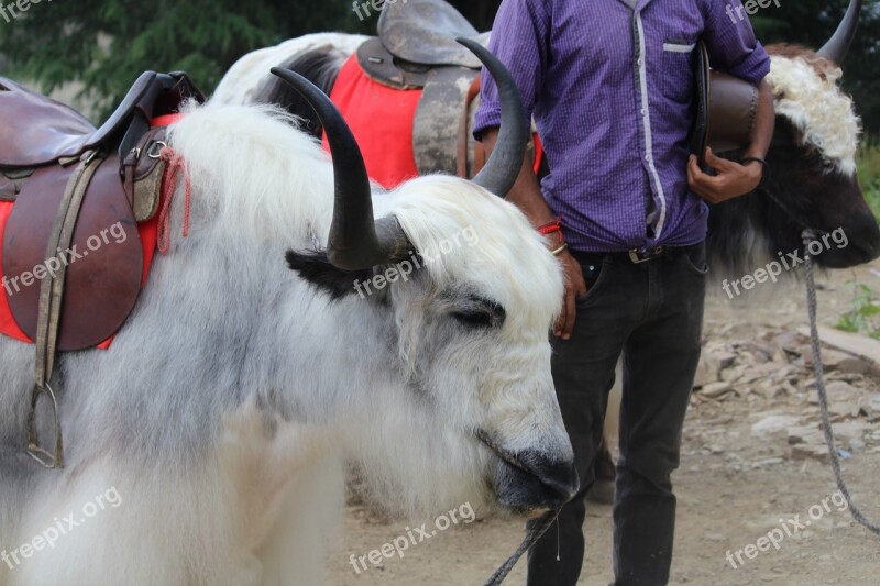 Yak Himalayan Grunting-ox Animal Free Photos