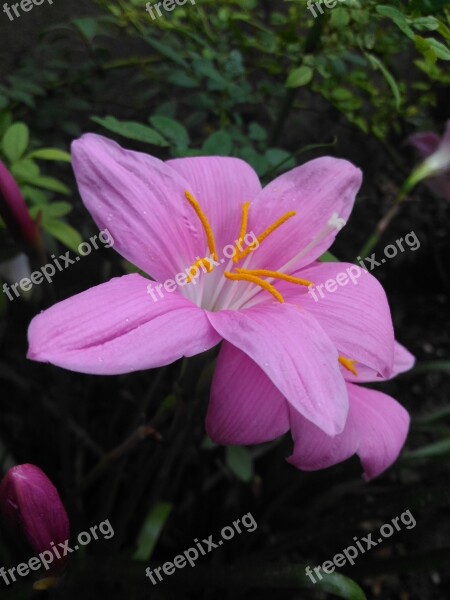 Lilly Pink Flower Fredh Dew