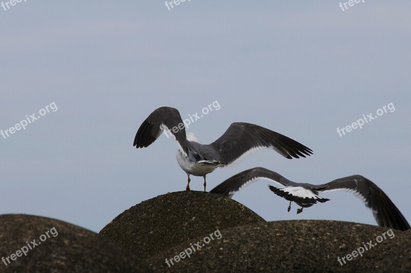 Animal Beach Wave Off Block Seabird Sea Gull