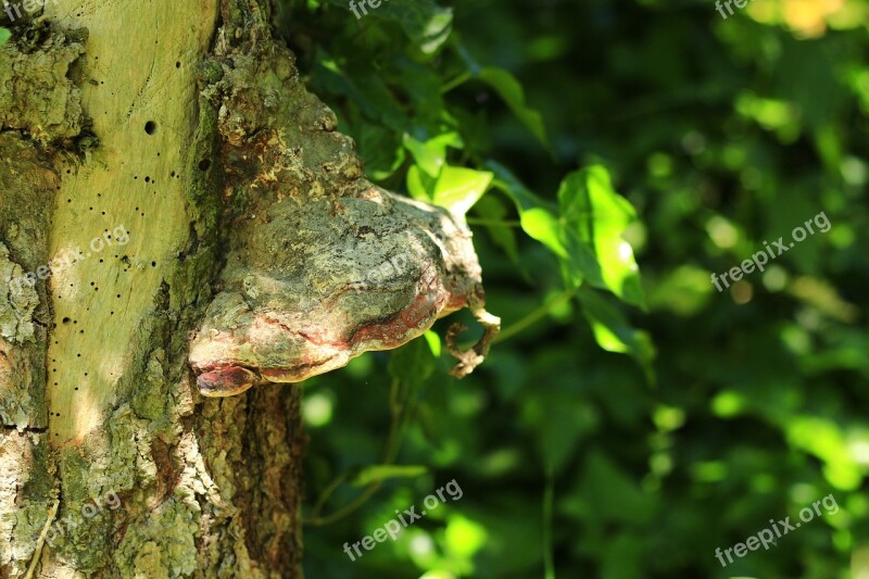 Tree Fungus Log Sunshine Nature Mushroom