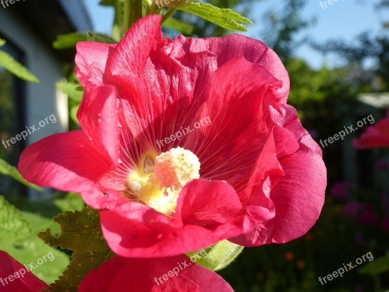 Stock Rose Flowers Summer Red Close Up