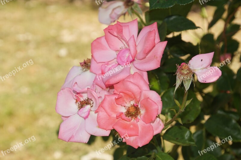 Rose Blossom Bloom Close Up Ramira