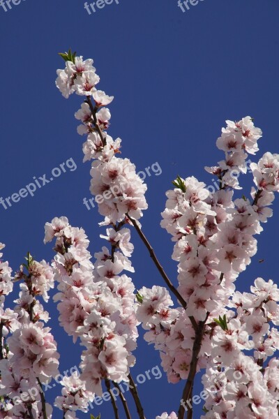 Almond Blossom Blossom Palatinate Gimmeldingen Spring