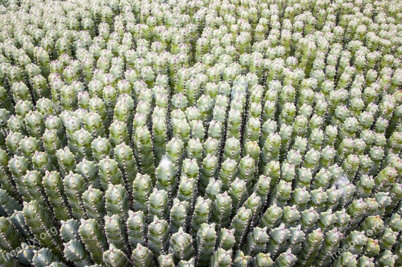 Cactus Green Garden Botanical Garden Prickly