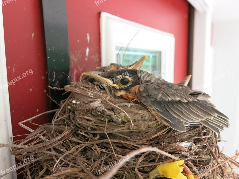 Robin Bird Baby Fledgling Redbreast