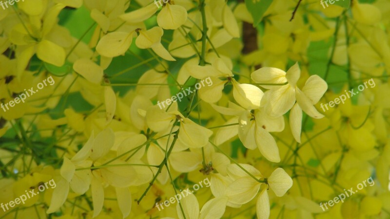 Cassia Fistula The Far East Hkust Summer Free Photos