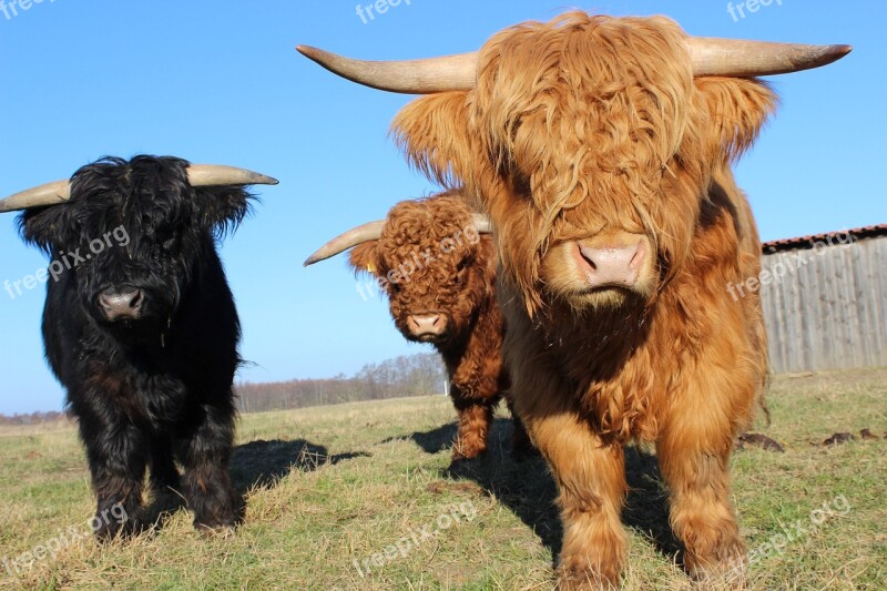 Scottish Beef Horns Of Cattle Cattle Black Brown Nature