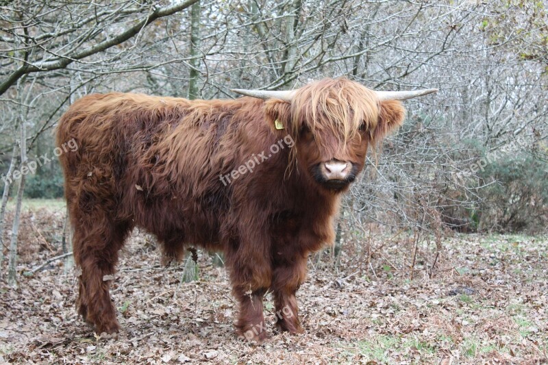 Highland Cow Cattle Cow Free Photos