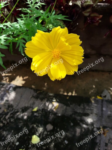 Flowers Cosmos Flowers Yellow Nature Flower