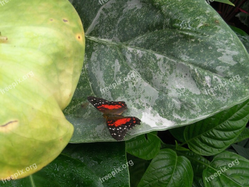 Butterfly Plant Exotic Plants Animal Wild