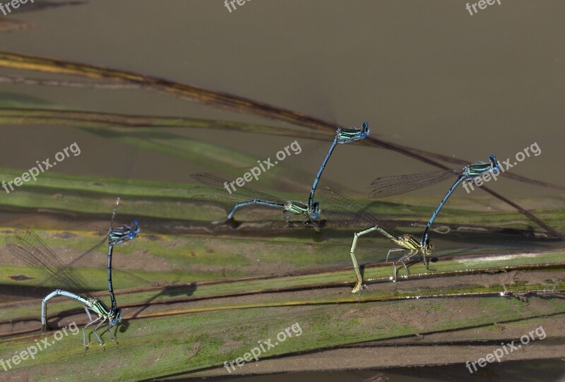 Dragonflies Mating Water Free Photos