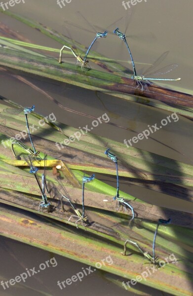 Dragonflies Mating Water Free Photos