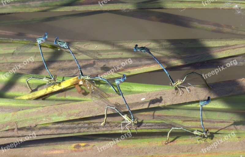 Dragonflies Mating Water Free Photos