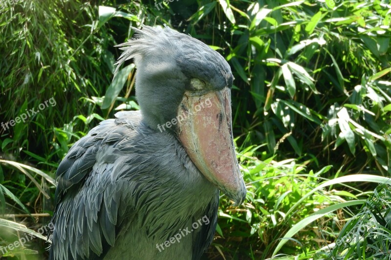 Shoebill Balaeniceps Rex African Bird Pelecaniformes člonozobec