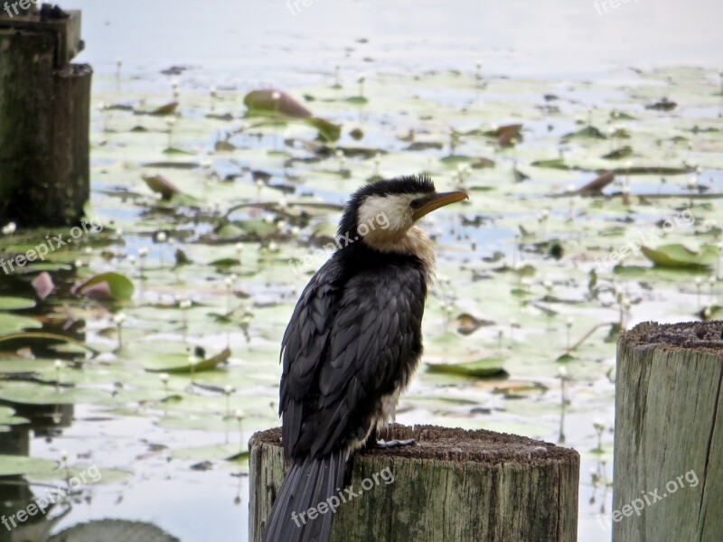 Birds Hook Beaked Kingfisher Australia Se Queensland