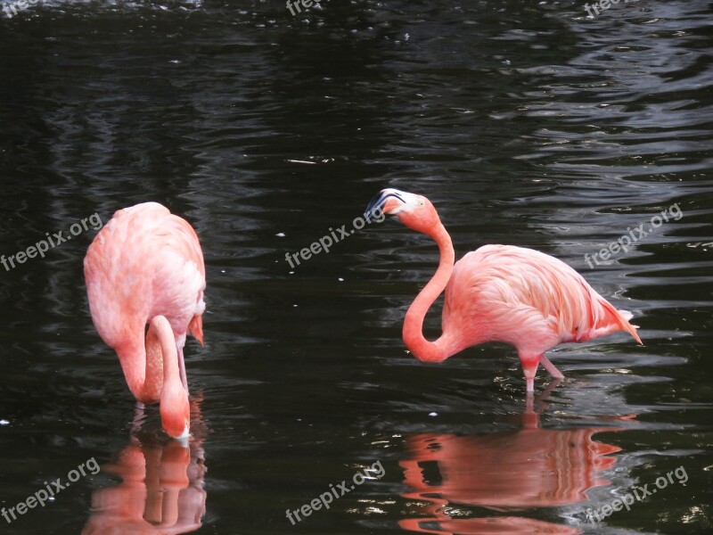 Flamingo Water Birds Exotic Birds Flamingos Pink Flamingo