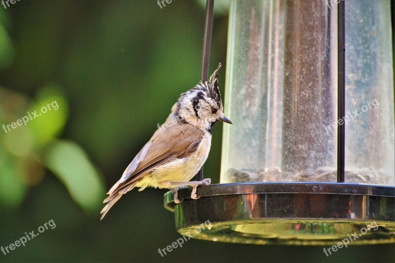 Crested Tit Tit Bird Animal Foraging