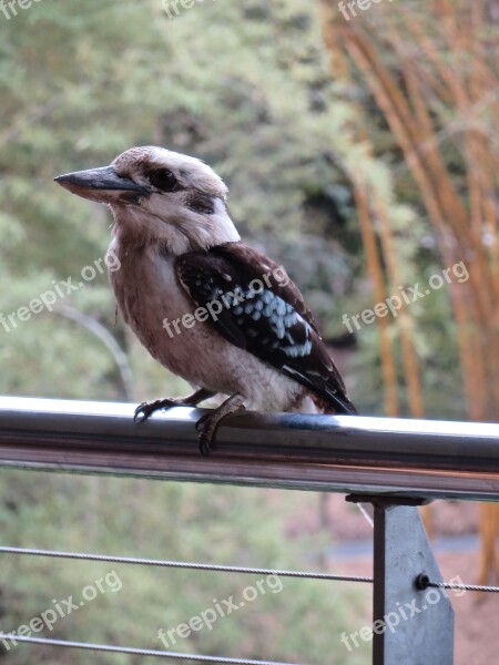 Birds Kookaburra Australia Austalian-bird Kingfisher