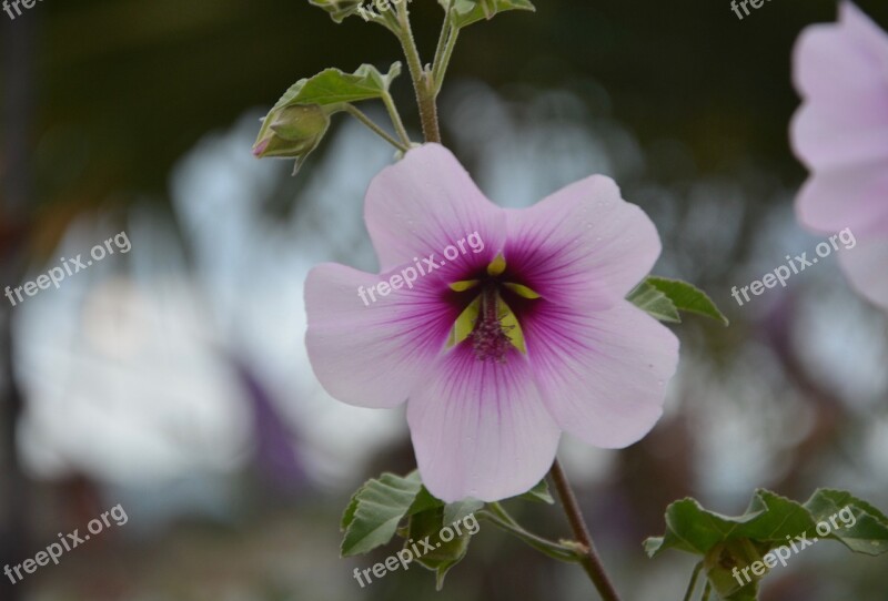 Flower Pretty Beautiful Garden Nature