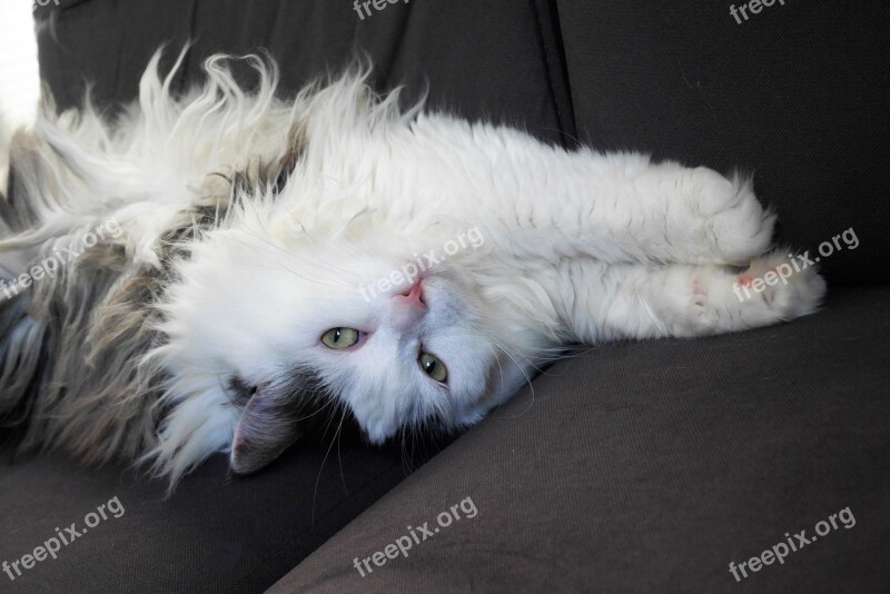 Dragging Siberian Cat Lying Cat Sweet Free Photos