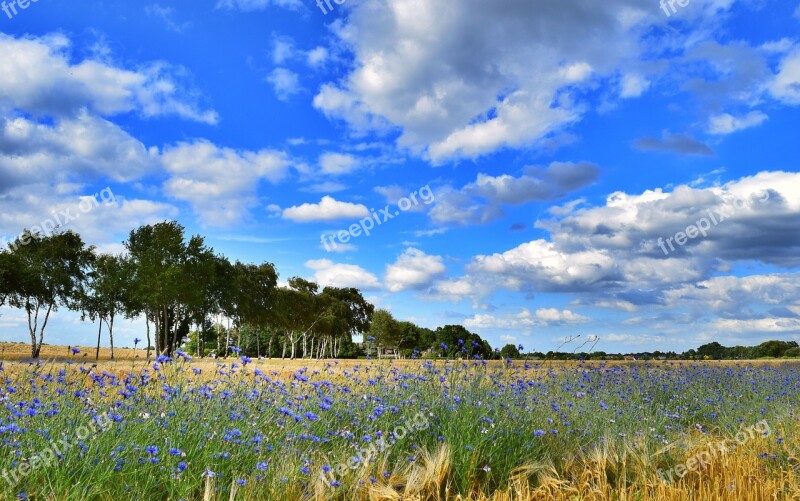 Field Trees Sky Cornflowers Summer