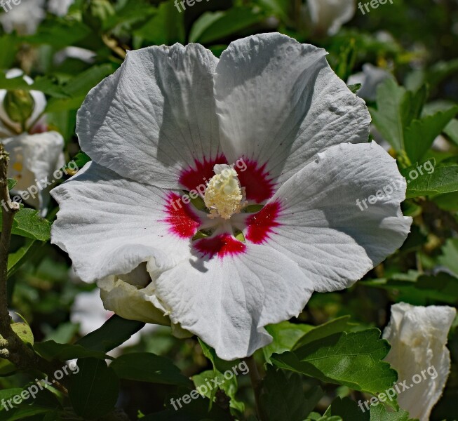 Rose Of Sharon Flower Blossom Bloom Tree