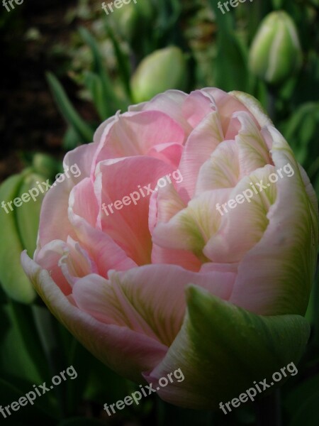 Tulip Tulip Pink Spring Close Up Free Photos