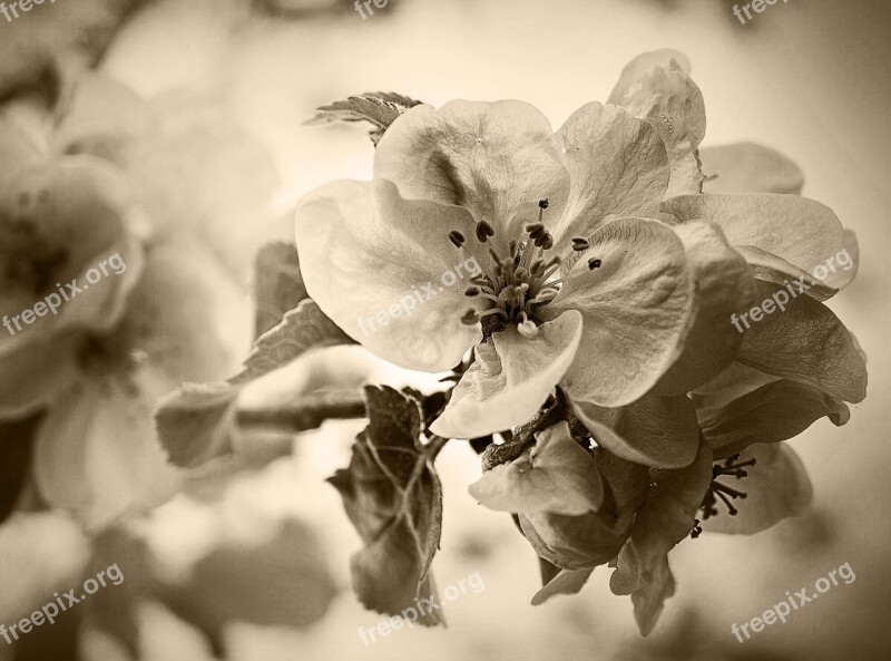 Blossom Flower Nature Fine Art Fiineart