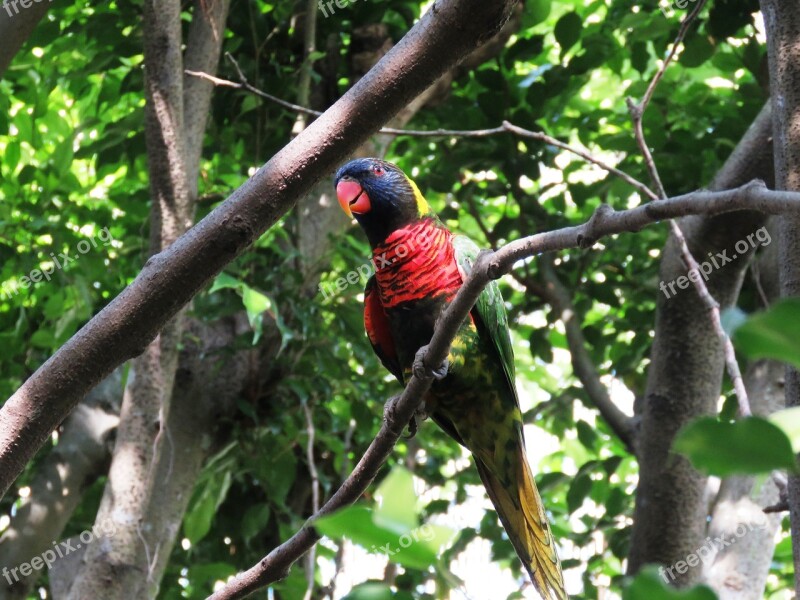 Parrot Bird Macaw Beautiful Bird Cute Bird