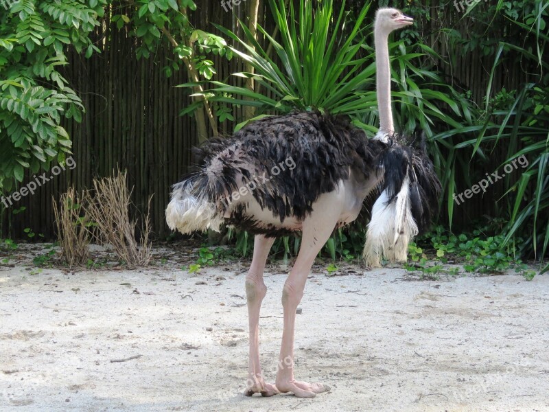 Ostrich Big Bird Long Leg Common Ostrich Flightless Bird