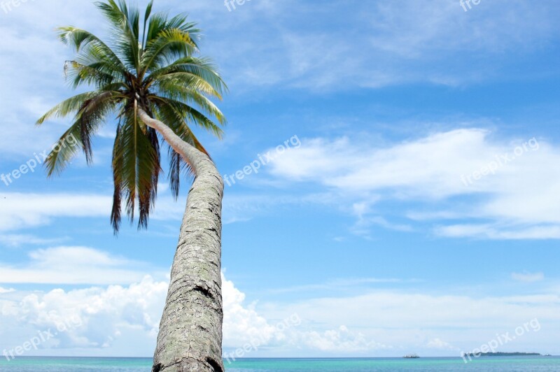 Coconut Trees Tour Nature The Sea View