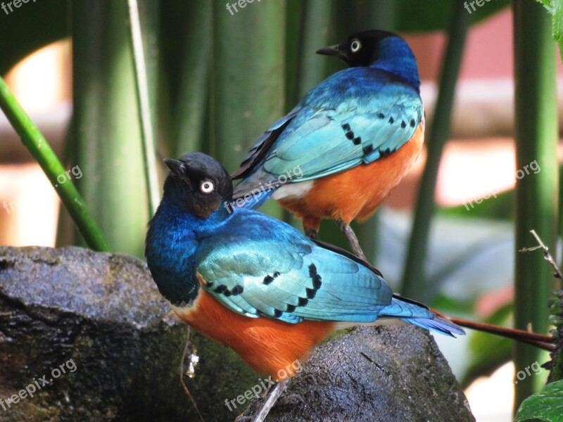 Love Birds Colorful Birds Together Free Photos