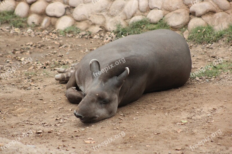 Tapir Jungle Zoo Free Photos