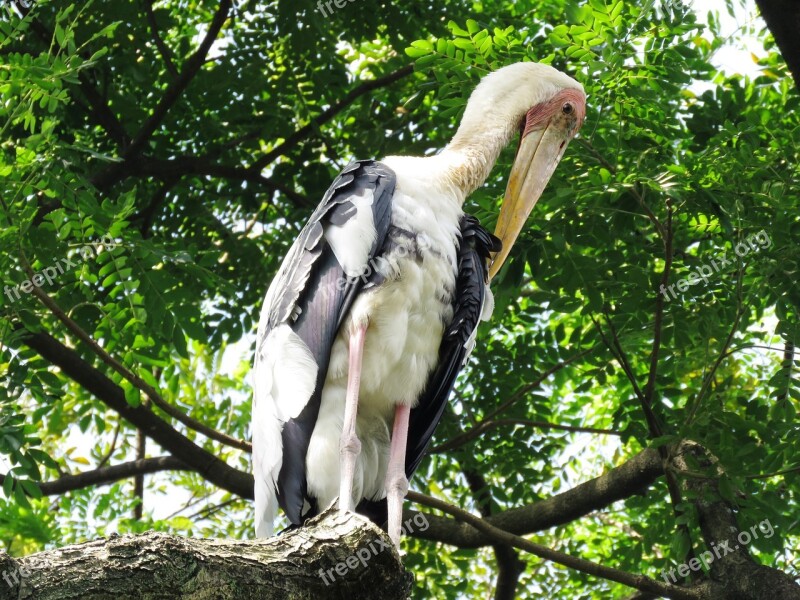 Heron Tree Branch Bird Resting Free Photos