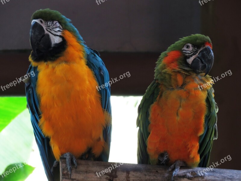 Parrot Double Love Colorful Free Photos