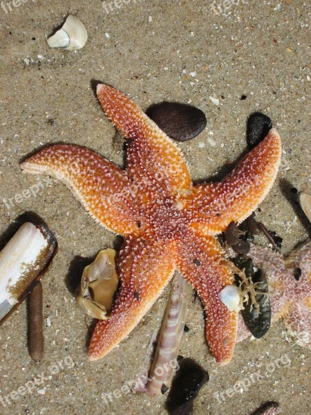 Starfish Beach Sea Sand Free Photos