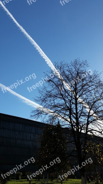 Tree Chemtrails Trails Airplane Chem