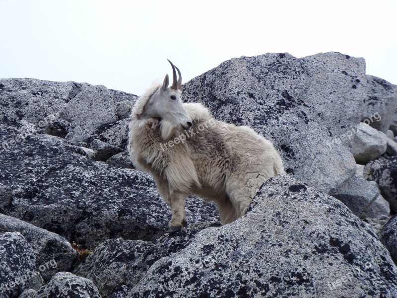 Mountain Goat Cascades Free Photos