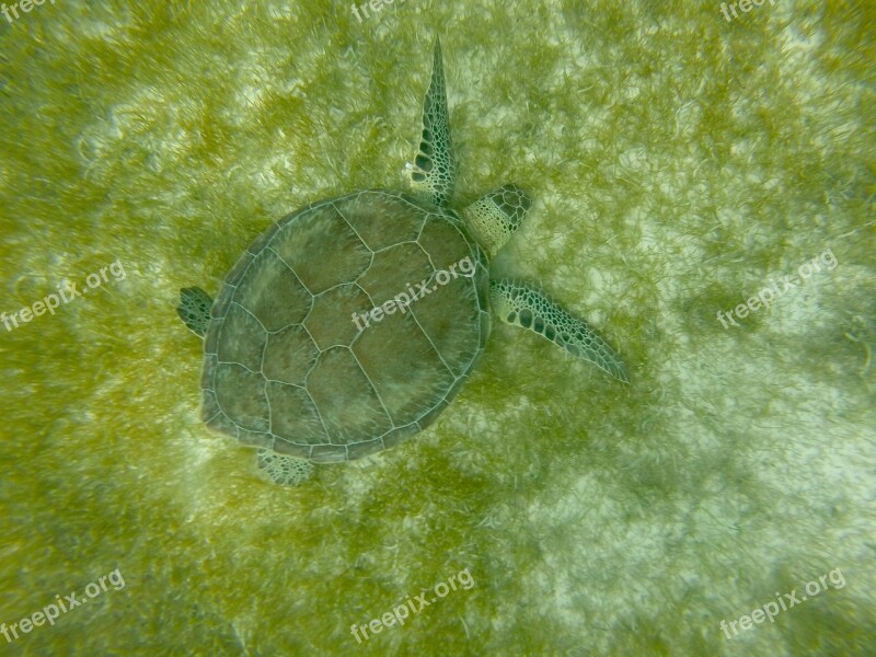 Turtle Mexico Caribbean Snorkel Free Photos