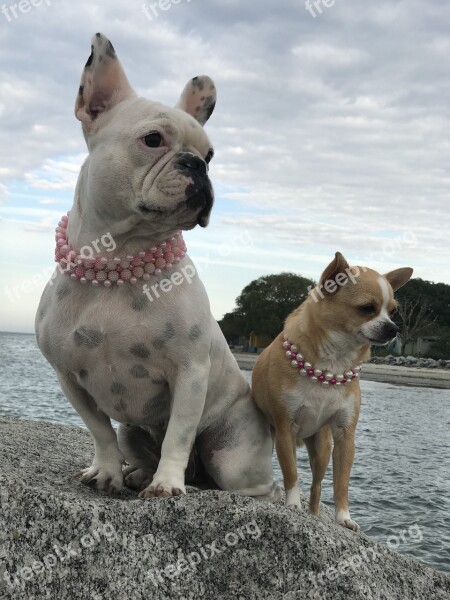 Bulldog Chihuahua Nara Mar Sea