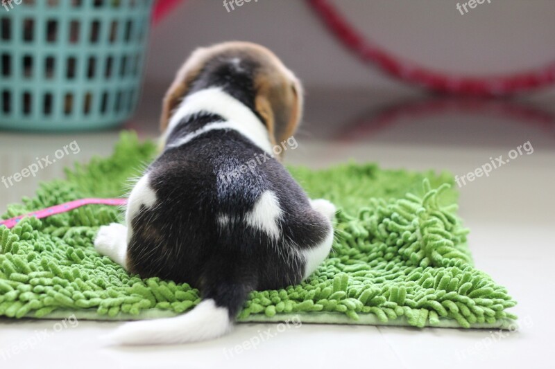 Dog Puppy Beagle Animals Free Photos