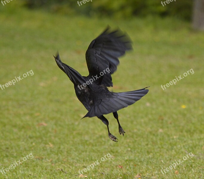 Flight Jackdaw Bird Black Raven Bird