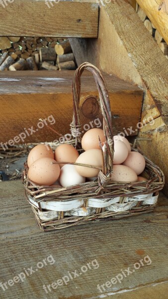 Eggs In One Basket Eggs Basket Farm Chickens