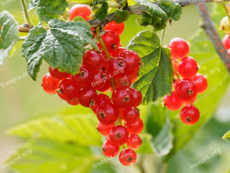 Fruit Currants Shrub Garden Red