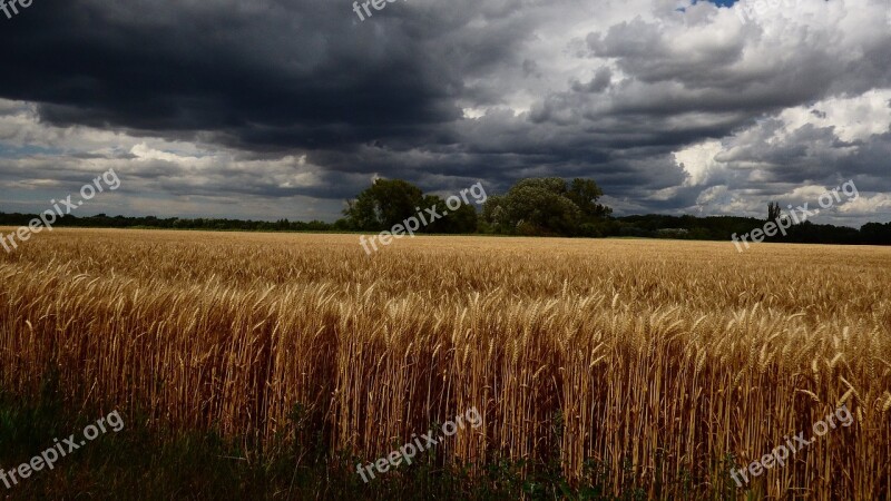 Country The Grain Wheat The Sky Sky