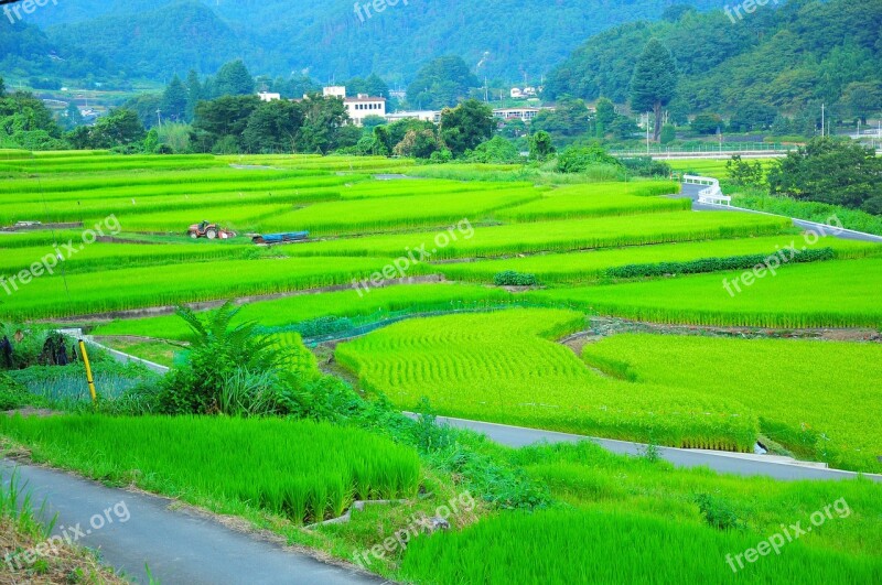 Field Yamada's Rice Fields Rice Terraces The Countryside Countryside