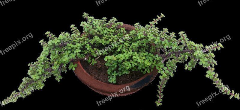 Pot Green Plant Nature Growing Environment